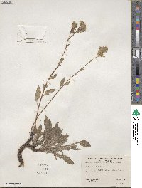 Phacelia heterophylla image