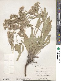 Phacelia heterophylla image