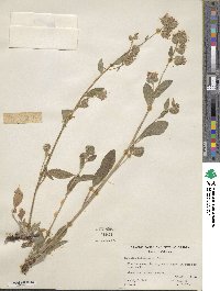 Phacelia heterophylla image