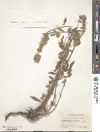 Phacelia heterophylla image