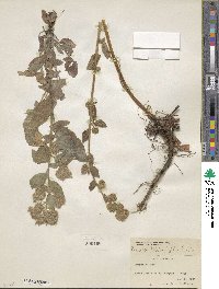 Phacelia heterophylla image