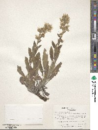 Phacelia heterophylla image