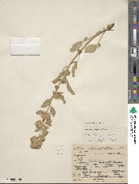 Phacelia heterophylla image