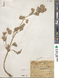 Phacelia heterophylla image