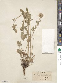 Phacelia heterophylla image