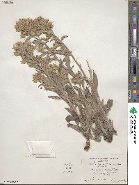 Phacelia heterophylla image