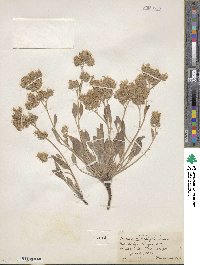 Phacelia heterophylla image