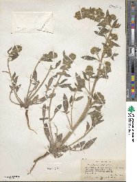 Phacelia heterophylla image