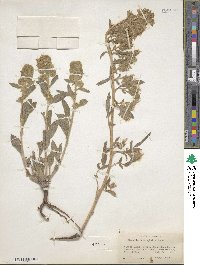 Phacelia heterophylla image