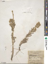 Phacelia heterophylla image