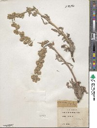 Phacelia heterophylla image