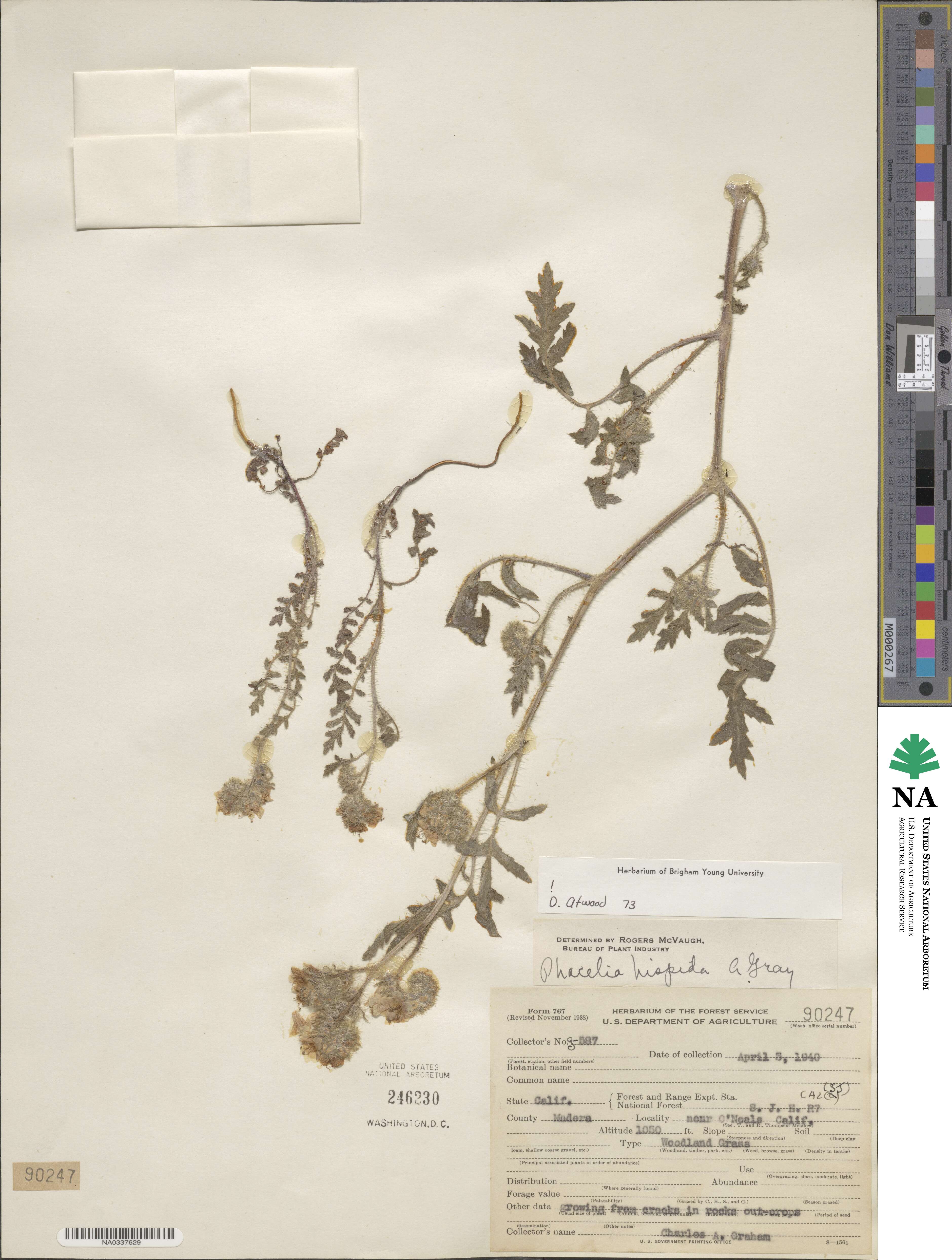 Phacelia hispida image