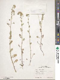 Phacelia hirsuta image