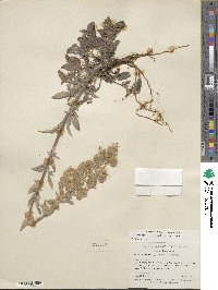 Phacelia heterophylla var. virgata image