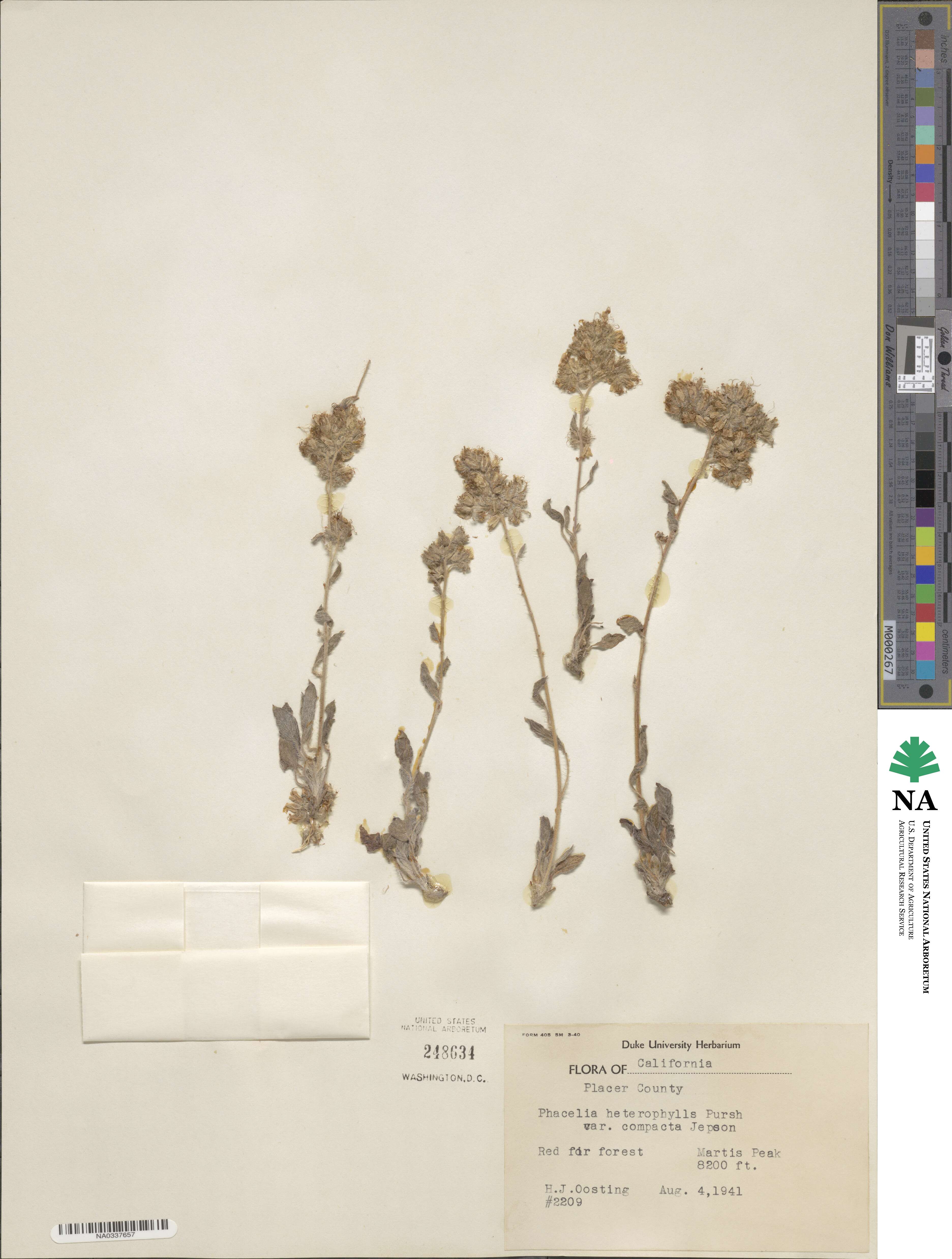 Phacelia hastata var. compacta image