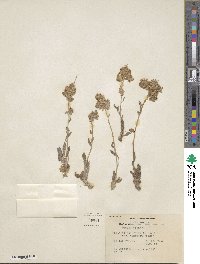 Phacelia hastata image