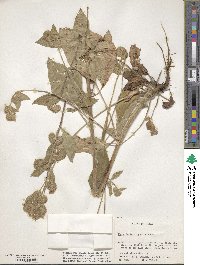 Phacelia heterophylla image