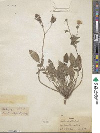 Phacelia heterophylla image