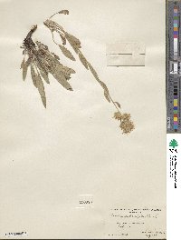 Phacelia heterophylla image