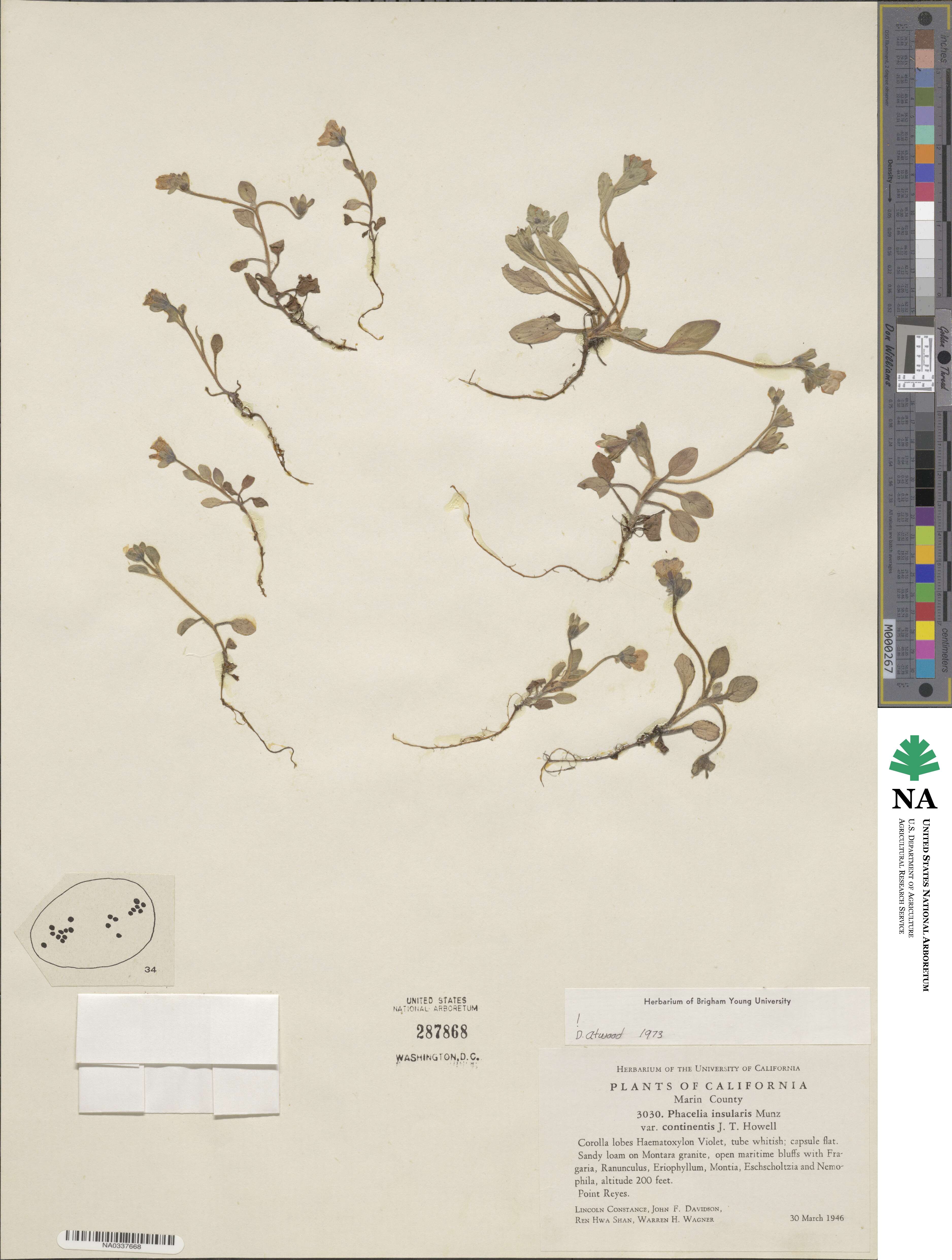 Phacelia insularis var. continentis image