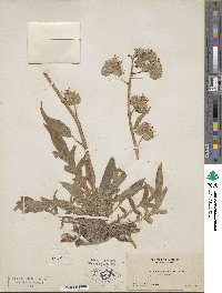 Phacelia imbricata image