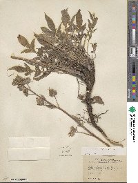 Phacelia imbricata image