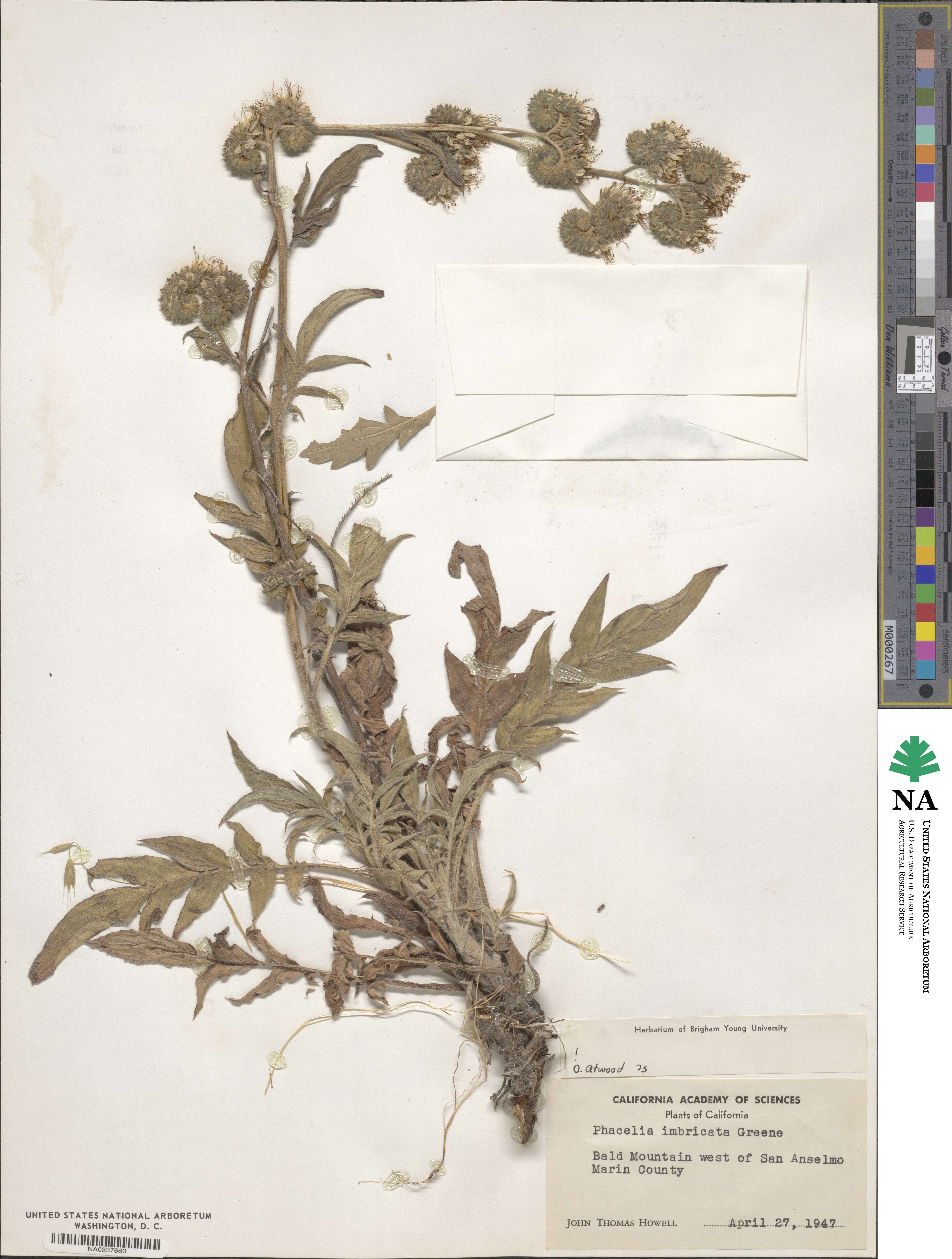 Phacelia imbricata image