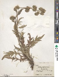 Phacelia imbricata image