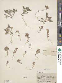 Phacelia humilis image