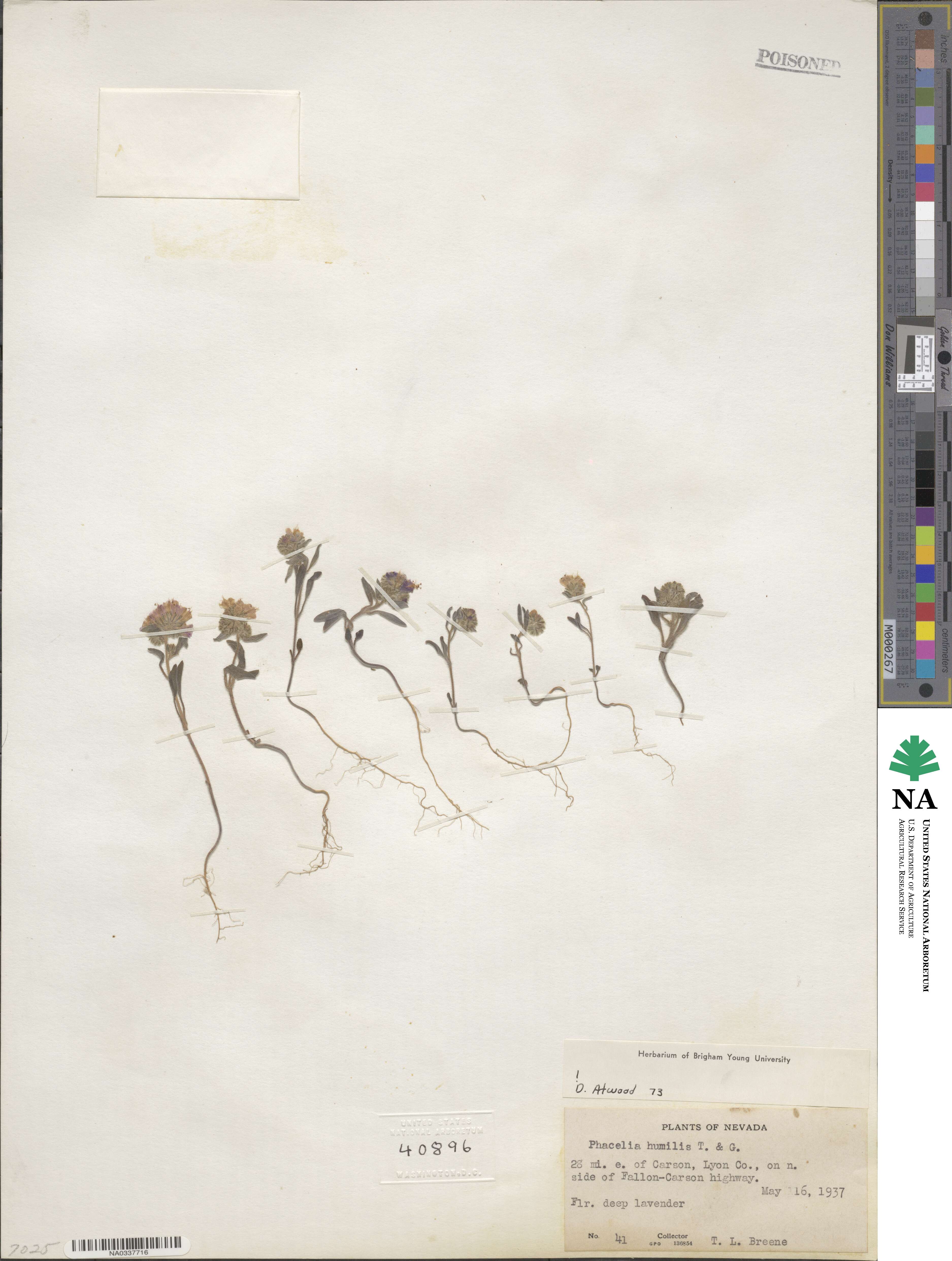 Phacelia humilis image