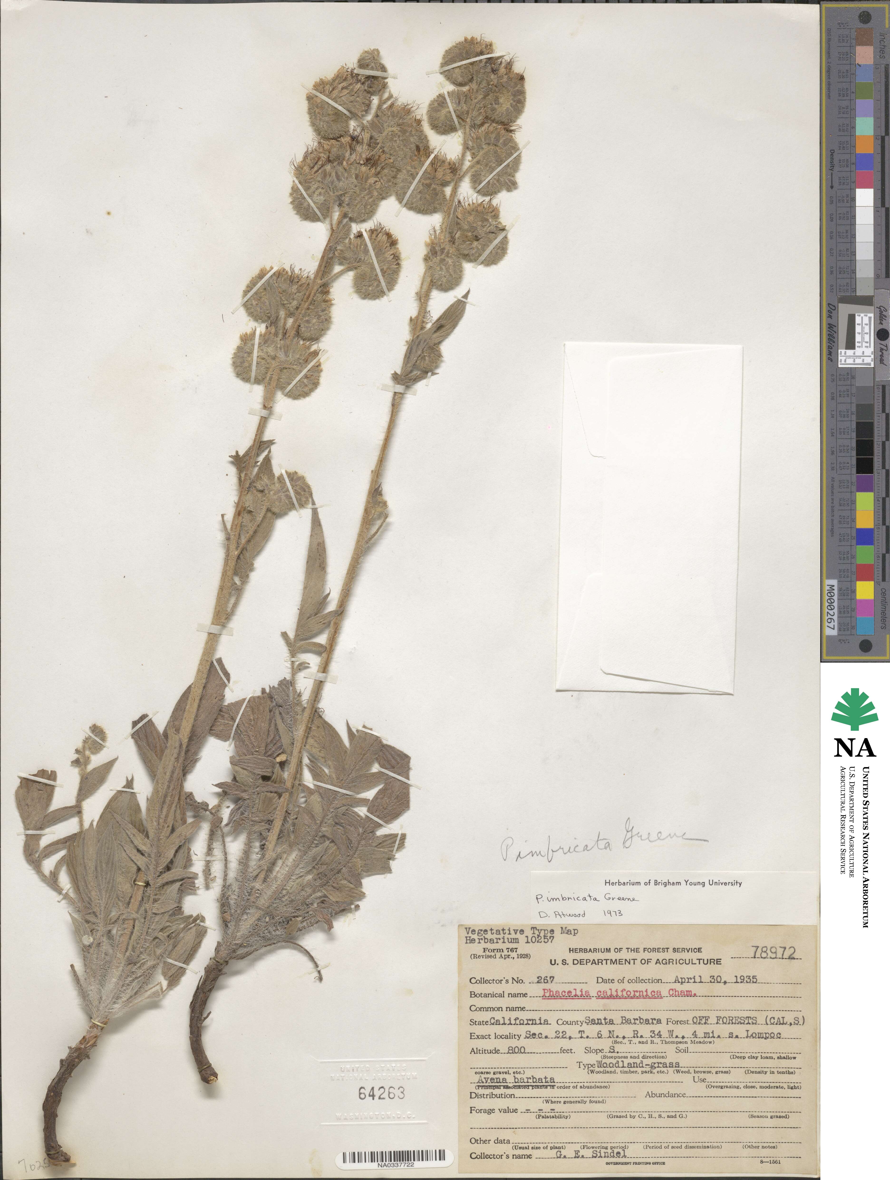 Phacelia imbricata image