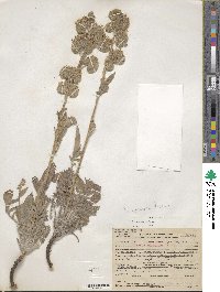 Phacelia imbricata image