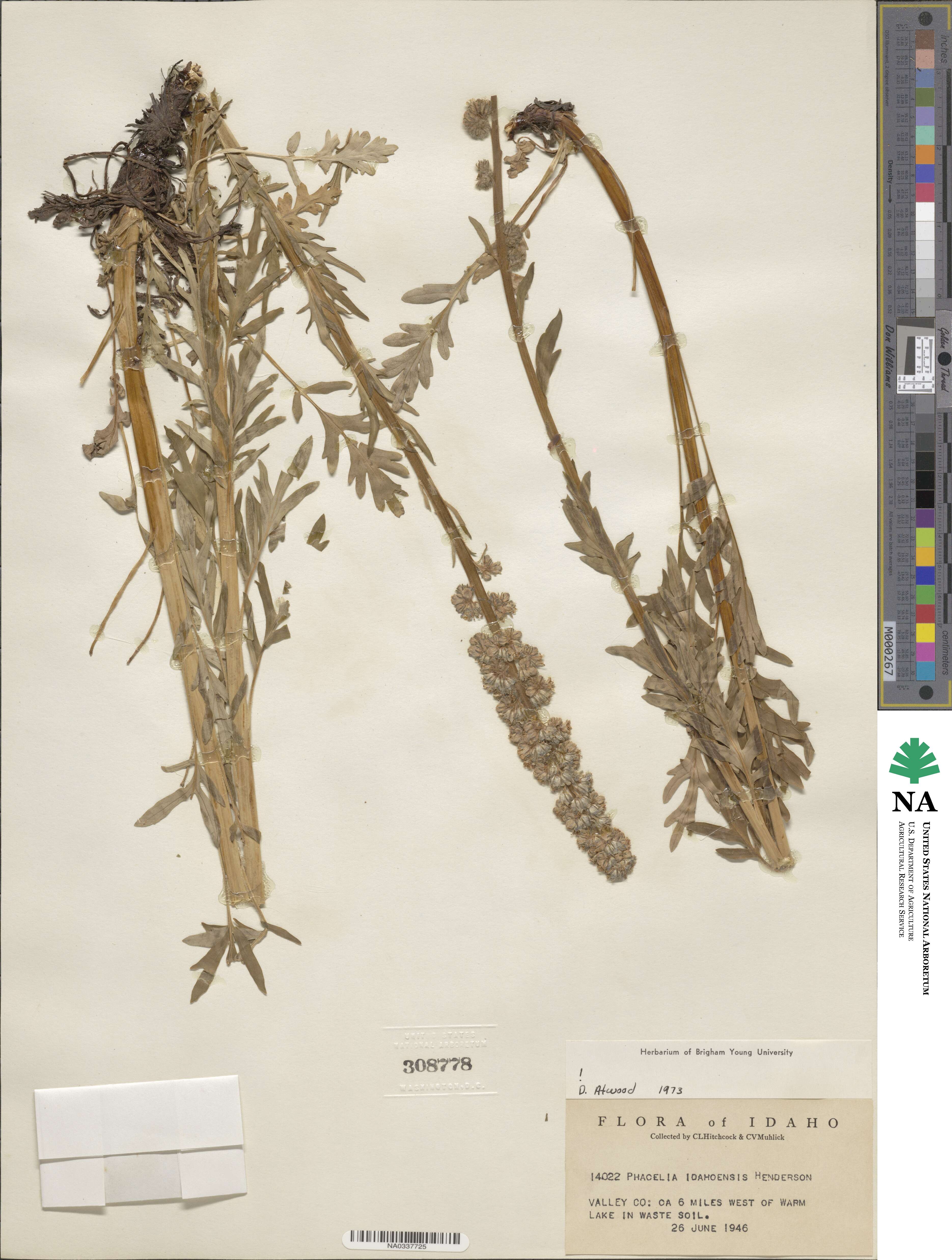 Phacelia idahoensis image