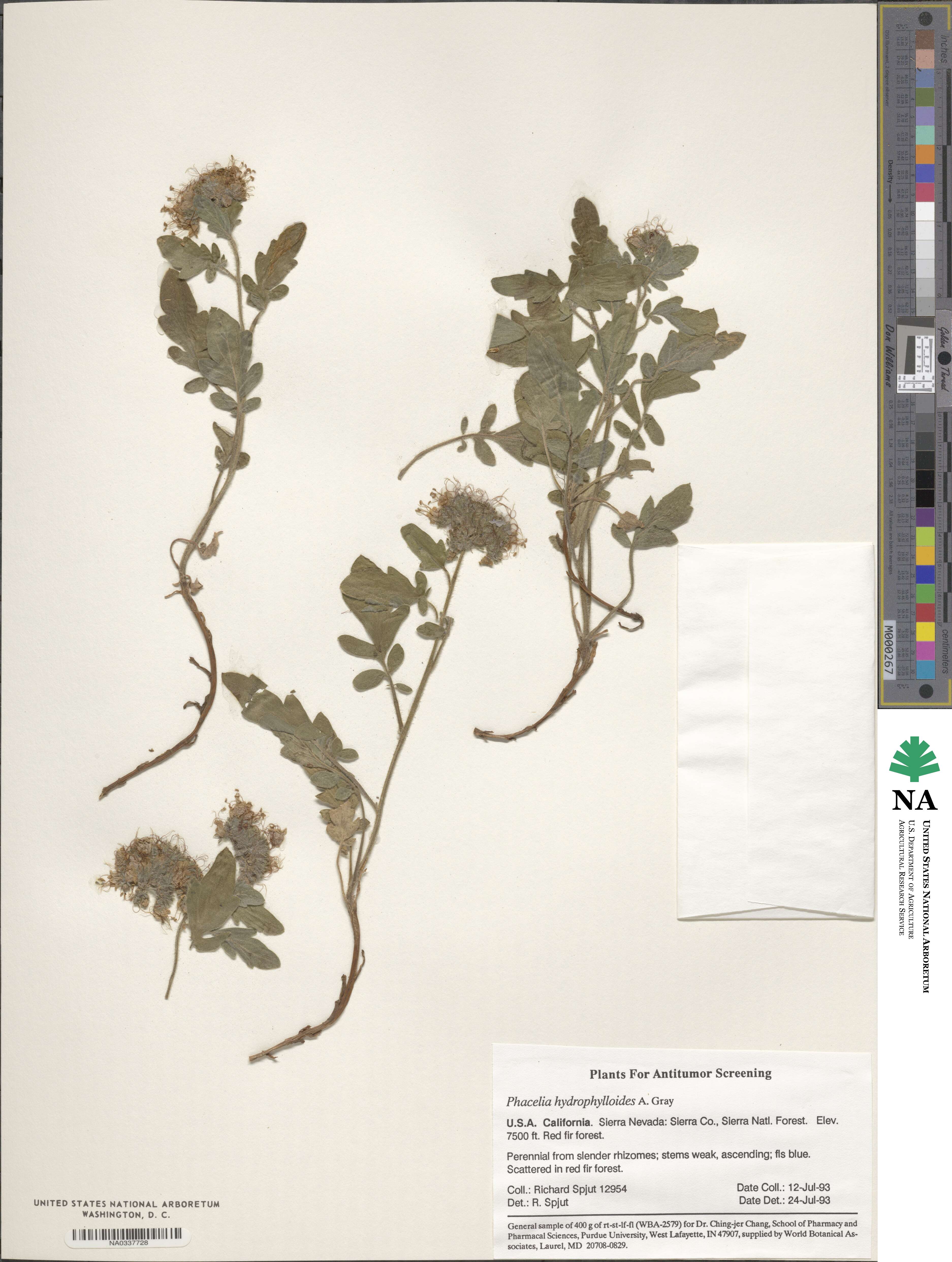 Phacelia hydrophylloides image