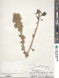 Phacelia hydrophylloides image