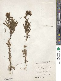 Phacelia integrifolia image