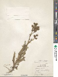 Phacelia integrifolia image