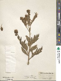 Phacelia integrifolia image