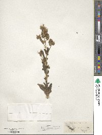 Phacelia integrifolia image