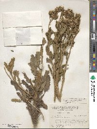 Phacelia integrifolia image