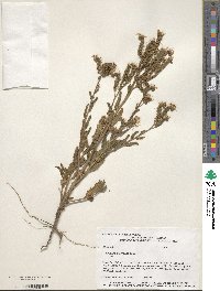 Phacelia integrifolia image