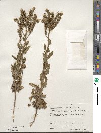 Phacelia integrifolia image