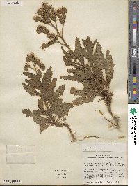 Phacelia integrifolia image