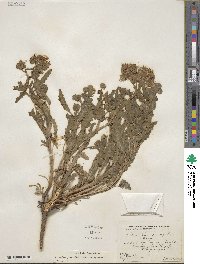 Phacelia integrifolia image