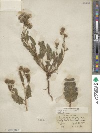 Phacelia integrifolia image