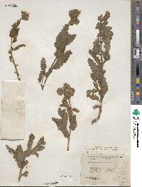 Phacelia integrifolia image