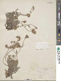 Phacelia hastata image