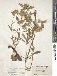 Phacelia leptosepala image