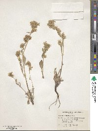 Phacelia leptosepala image