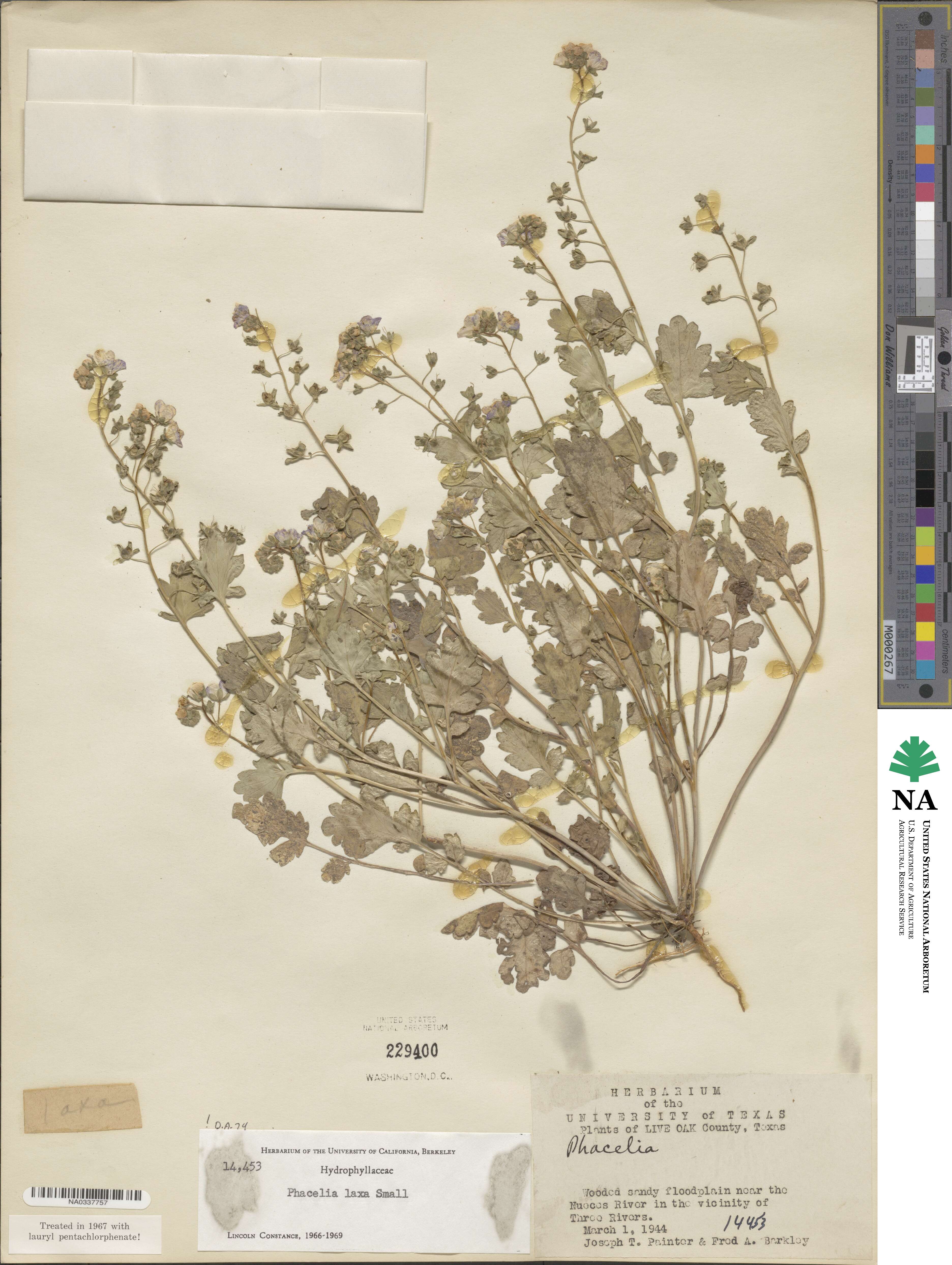 Phacelia laxa image